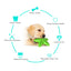 Starfish Dog Chew Toy