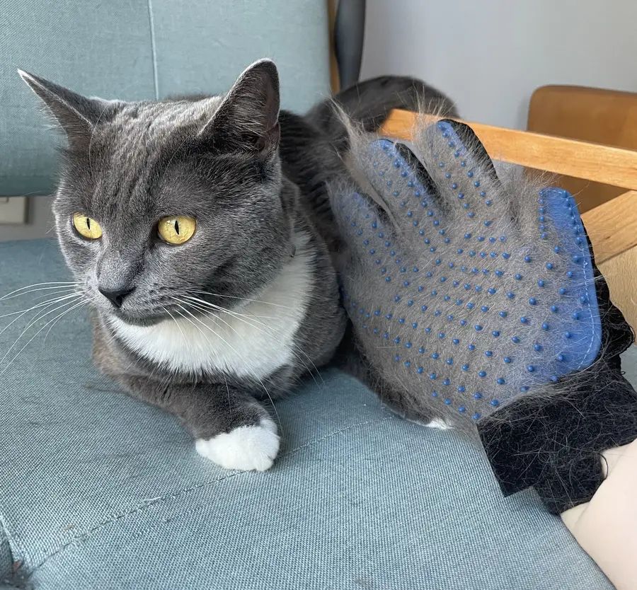 Pet Pal GroomEase Glove